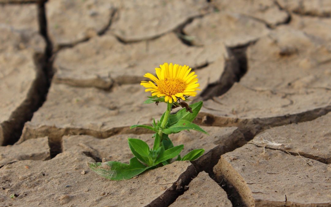 Qu’est-ce que la psychologie positive ?